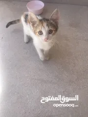  2 Kittens need home mom ran over by car -