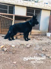  2 رويال بلاك