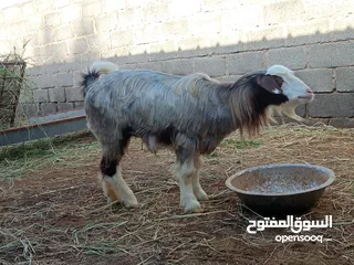  1 شاه من حلال بني سعيد