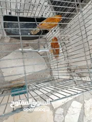  2 جوز كنار بالصلاة على النبي بجهز لا بطن جديد