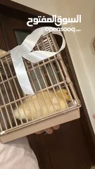  3 بطة بعمر 3 اسابيع للبيع