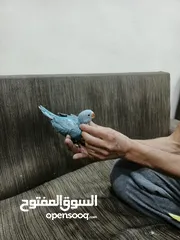  7 فراخ درة للبيع