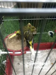  1 عصافير كناري للبيع