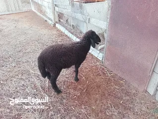  5 كبش عماني اسود