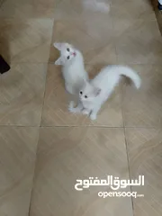 2 قطط ذكر وانثى عمر شهرين واسبوع