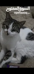  3 قط بلدي ذكر للتبني ( مجانا)
