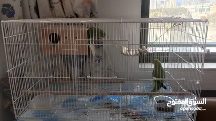  4 2 parrots with cage