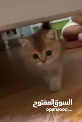  5 قط سكوتش ستريت جولد ny12 ذكر عمره شهرين معه اغراضه و الفحص تاعه متعود عاللتر بوكس والدراي فود