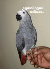  1 Very friendly African grey with paper