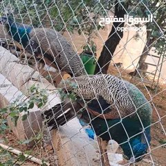  2 ذكر طاوؤس هندي للبيع