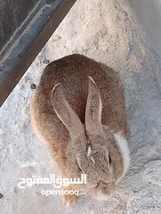  6 ارنب ذكر بلدي فرنسي شغال 100% صحه ممتازه جدا تب نظافه الوزن 3 كيلو والعمر تقريبا سنه.              .