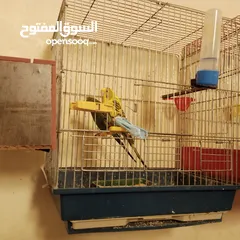  3 زوج طيور حب بادجي تحتهم 3 فراخ مع قفص حجم وسط شامل التوصيل داخل عمان الغربية