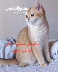  6 قطط سكوتش فولد وستريت جولدن