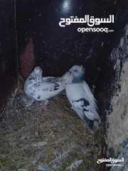  3 جواز تحظين