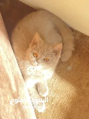  5 قطط للبيع سكوتش فولد وستريت فولد