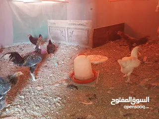  11 السلام عليكم،دجاج بلدي بياض للبيع،عمر سنه سعر الحبه 8 دنانير، صحه ونظافه،الموقع جرش دير الليات،