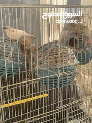  1 طيور زيبرا