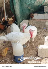  9 حبش ابيض للبيع