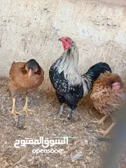  3 دجاج نضيف صحي بيض