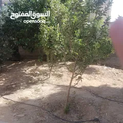  19 منزل للبيع قصر حلابات غربي قرب مصانع طيبه