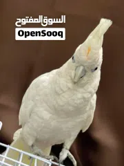  2 cockatoo parrot