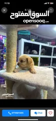  6 Pure Mini Golden Retriever Puppy for Sale – 2 Months Old (Male)  بيور كلب ميني جولدن ريتريفر للبيع