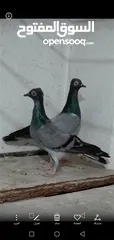  3 حمام شلبي نخب اول