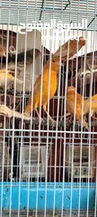  2 20 جوز فنقز و10 حبات كنار
