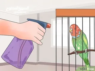  3 قص وبرد منقار واظافر وجناح الببغاء او للطيور مع حمام كامل