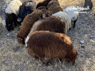  1 خرفان بلدي للبيع