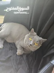  1 Cats for Adoption