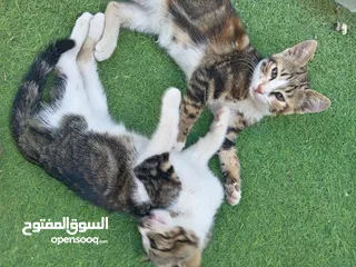  3 قطط أناثي للبيع