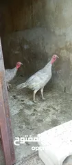  2 حبش ازرق للبيع