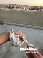  7 طيوور حمام للبيع بسعر مناسب تنظيف سطح