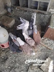  4 حمام احجام كبيرة للبيع لعدم التفرغ  ست جواز