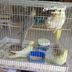  4 عصافير كوكتيل .أليف