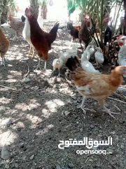  4 دجاج للبيع مختلف الاحجام والاعمار