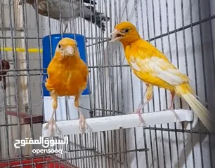  3 فحلين ... جزري واحمر