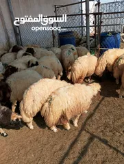  10 ذبيح للبيع طيبه سمان عزيمه ثلاجه خرفان طيبة هرفي جذع وتساب اتصال لتوصيل جميع مناطق قطر سوري بلدي