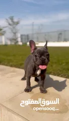  3 Female French bulldog with colored eyes  انثي فرنش بولدوج عمرها 5 شهور بعيون ملونه .. متدربه ومتطعمه