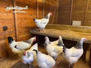  4 صيصان ساسكس  انجليزي  البزره الاصليه
