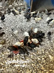  3 صيصان بلدي نخب عمر اسبوعين
