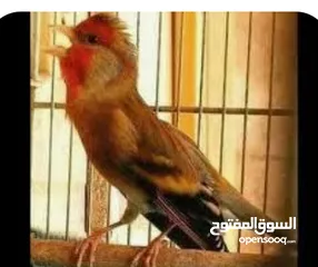  1 مطلوب بندوق حسون
