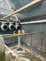  3 طيور جنه 11 حبه