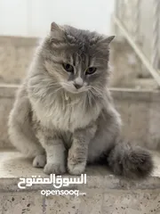  2 قطة شانشيلا مهجن انثى