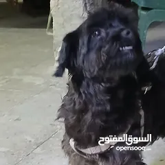  2 كلب بودل  100دينار