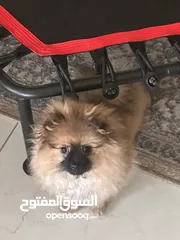  1 كلب بومرينيان انثى