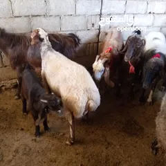  3 نعجه اضحيه
