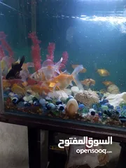  2 سمك جولد فش