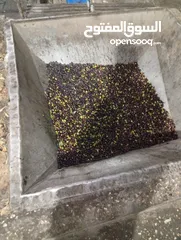  1 عَصْرَة الذهب الأخضر من جبال جنين زيت زيتون